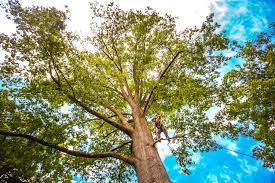 Best Tree Preservation Services  in Bolinas, CA