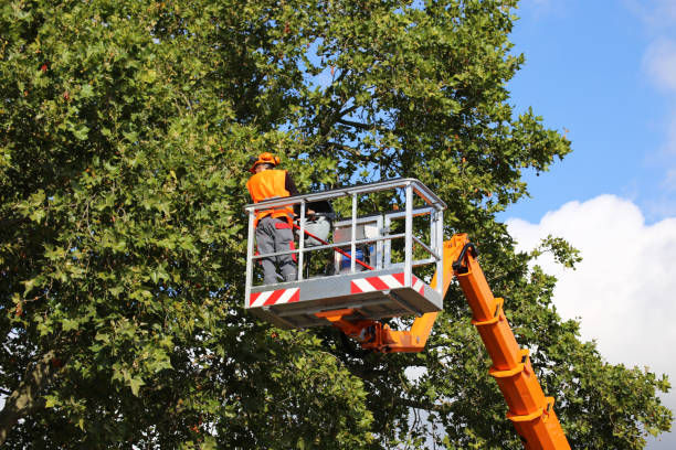  Bolinas, CA Tree Services Pros