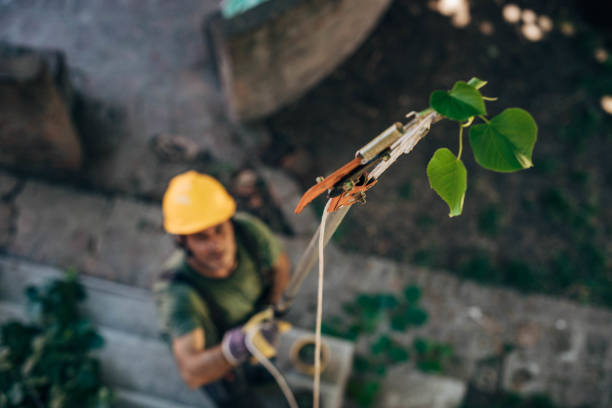 Best Stump Grinding and Removal  in Bolinas, CA