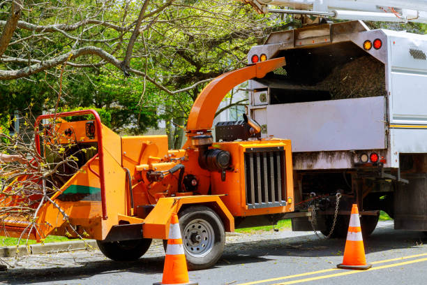 Best Hazardous Tree Removal  in Bolinas, CA