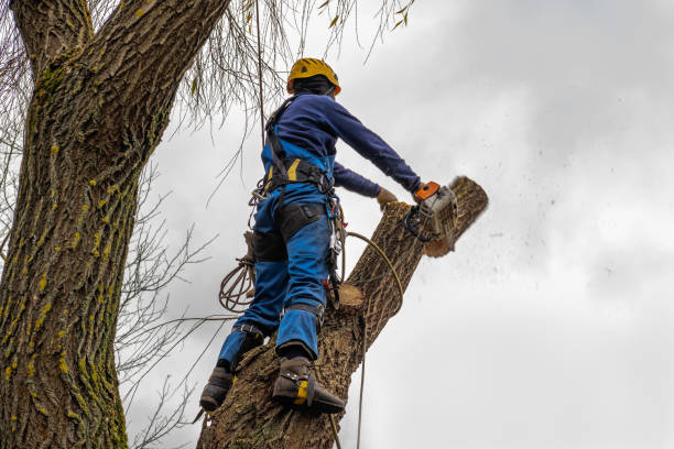 Best Tree Trimming and Pruning  in Bolinas, CA