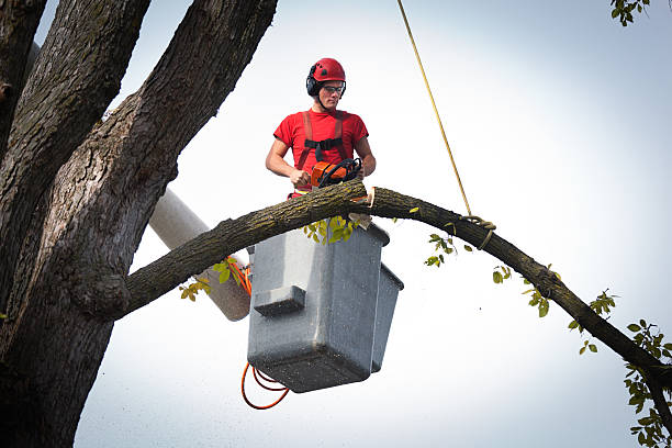 Best Storm Damage Tree Cleanup  in Bolinas, CA