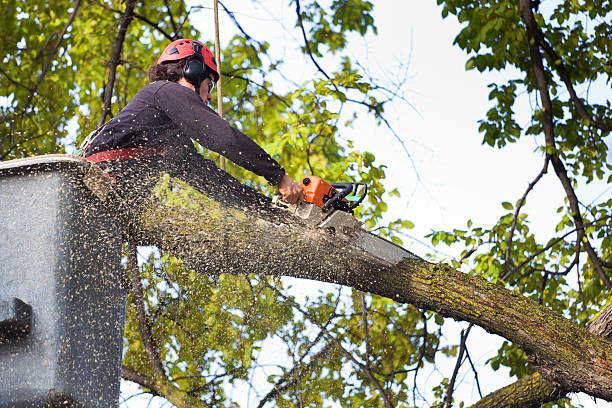 Best Commercial Tree Services  in Bolinas, CA